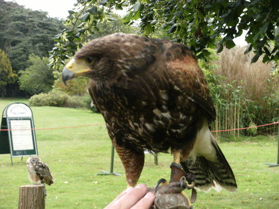 Russ Tipper Falconry